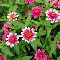 ジニアチェリーバイカラー　15粒　プロフュージョン百日草　同梱可能　花の種　種子　春夏蒔き　白とピンク　わいせい　矮性　ホワイト