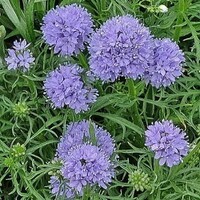 ギリア　カピタータ　20粒　花の種　種子　同梱可能　丸いポンポン　青い花　ブルーガーデン　青花　青紫　もこもこしたお花達　ピンポン花