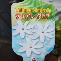 ● 芳香 ● ティアレタヒチ ● Gardenia taitensis ● 3.5号 ● レイフラワー ● ハワイアン ● タヒチアン ● 希少 ● クチナシ ●