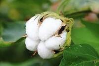 まもなく蒔き時■綿の種２０粒■コットンドライフラワーに