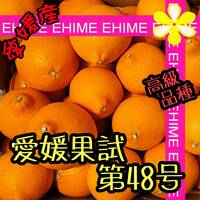 ★☆ 愛媛果試第48号　2.5キロ 【愛媛蜜柑 限定2箱 高級柑橘 特価品】