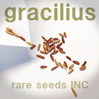 今季新着！■パキポディウム グラキリス 種子5粒 Pachypodium rosulatum var. gracilius θ **ц**　①