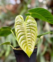 【vandaka】Anthurium veitchii アンスリウム ベイチー ペルー便 アロイド