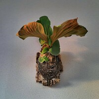ビカクシダ コウモリラン Platycerium エレファントティス Elephantotis 原種観葉植物