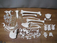 ◆骨 模型 大量セット◆詳細不明 骨格模型 人体模型 医療 医学 関節機能模型 医療 医学 まとめ♪H-D-110416カナ