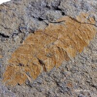 ●●●化石 環形動物●●●稀少標本 Plumulites tafennaensis ●