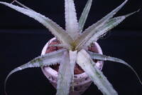 オルソフィツム リーマニアナム Orthophytum lymanianum Bahia, Brazil SEL1982-0436 セルビー ブラジル バイーア州 原種