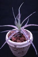 セルビー！ オルソフィツム ザノニー！ Orthophytum zanonii 原種 SEL2009-0095