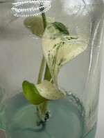 【v.plants】ハイクオリティ大株tissue culture monstera deliciosa mintモンステラ　デリシオーサ ミントタイ植物研究所直送
