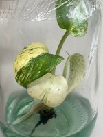 【v.plants】天津蘭モンステラデリシオーサ　ホワイトモンスターミント　Monstera deliciosa White Monster 植物研究所直送