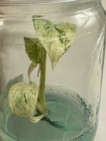 【v.plants】ハイクオリティ大株tissue culture monstera deliciosa mintモンステラ　デリシオーサ ミントタイ植物研究所直送