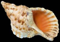法螺貝 42cm級 超特大 重量級 1.2kg 笛 密教 魔除け 修験者用 山伏 貝 貝殻 ホラガイ ホラ貝 ほら貝 標本