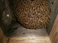 日本蜜蜂入り巣箱　スロープ３０巣門下箱、観察窓付き継箱５段飼育重箱式巣箱　、