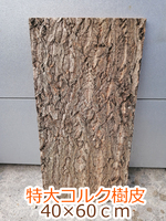 60ｃｍ水槽のバックボードに　特大　コルク　樹皮　コルク板　40×60ｃｍ（厚約10ｍｍ前後）洋蘭　原種　　ビカクシダ　ラン　コルク