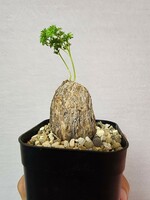 【良形】ペラルゴニウム　トリステ　(検　塊根植物 コーデックス　コミフォラ　チレコドン　パキプス　