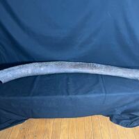 希少 ナウマンゾウ 象牙 化石 全長102㎝ 重さ 10.74kg 標本 歴史資料 