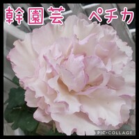 幹園芸　ペチカ　開花終了株　５号鉢植え　ラベル付正規品　