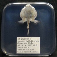 深海生物学術標本　ＩＤ：２４０１３１１０１１
