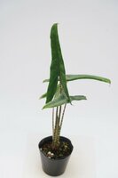 ★TO★希少★アロカシア・ゼブリナの細葉の品種　Alocasia zebrina 'Tigrina Superba'　観葉植物　アロイド　4号ポット苗　現品　100サイズ