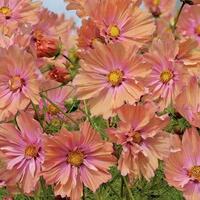【花の種】３０粒　コスモス　アプリコッタ　優しいアプリコットピンク色　珍しい花色