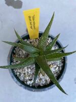 アロエ レブマニー ショートリーフタイプ　Aloe rebmannii short leaf type 