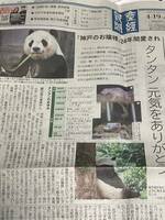 タンタン 元気をありがとう 神戸のお嬢様 24年間愛され… 産経新聞 夕刊 2024年4月19日(金) １部 神戸王子動物園 ジャイアントパンダ