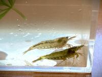 ミナミヌマエビ１２匹以上と水草マツモ（金魚藻）のセット 初心者の方 ビオトープに最適　送料無料