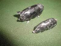 Britain's　Animal Figure （’５０年代絶版）黒豚　２頭　金属製フィギュア
