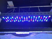 ブラックボックス 80cm LED 照明 ブルーch全打ち替え済み サンゴ ミドリイシ レアサイズ 送料無料