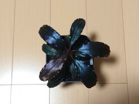 Bucephalandra sp.Purple Emperor 初出品！ ブセファランドラ