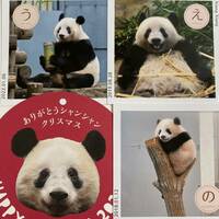 シャンシャン 非売品 う☆え☆の ミニ写真 メッセージカードセット 上野動物園