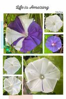 『松島』　変化朝顔の種　白地に紫が挿す　あさがおの種　アサガオの種　松島葉