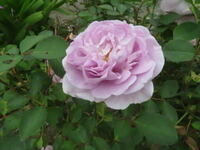 ★繊細な薄紫色の「レイニー・ブルー4＊小型つるバラ