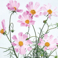 【花の種】３０粒 コスモス　ハミングバードピンク　珍しい筒状こすもす　秋桜　４種郵便で発送